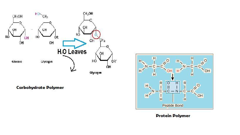 carbohydrates-and-proteins-are-built-up-from-their-basic-building