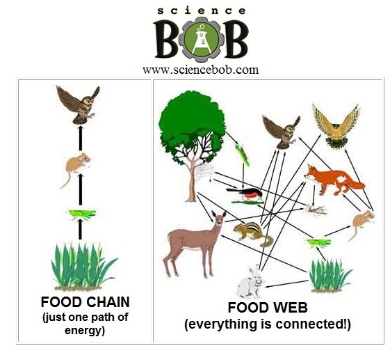 What is the basic unit of structure and function of living things?